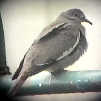 White-winged Dove