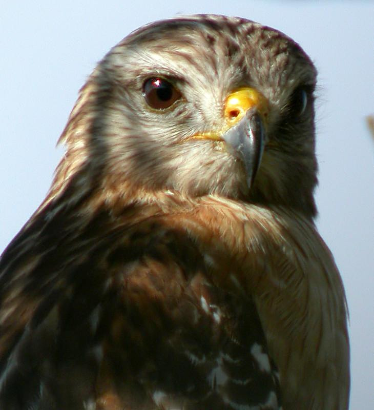 Red-shouldered Hawk