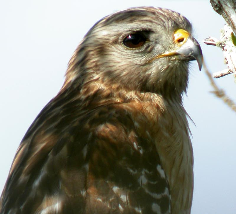Red-shouldered Hawk