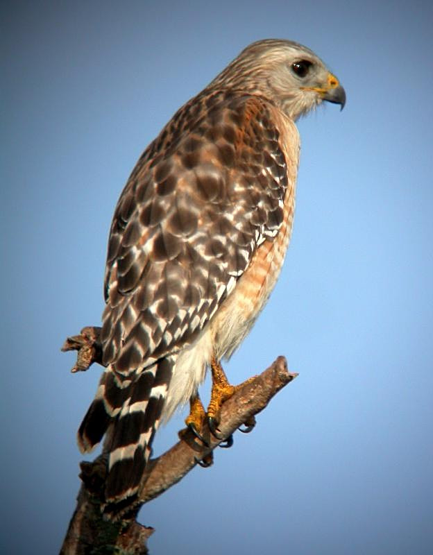 Red-shouldered Hawk