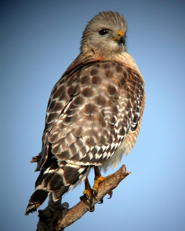 Red-shouldered Hawk