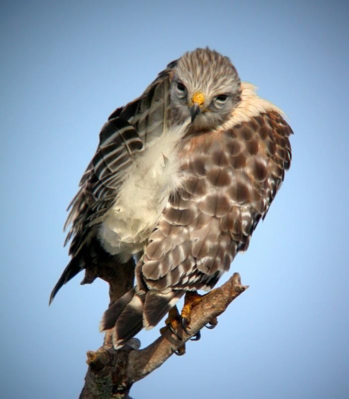 Red-shouldered Hawk