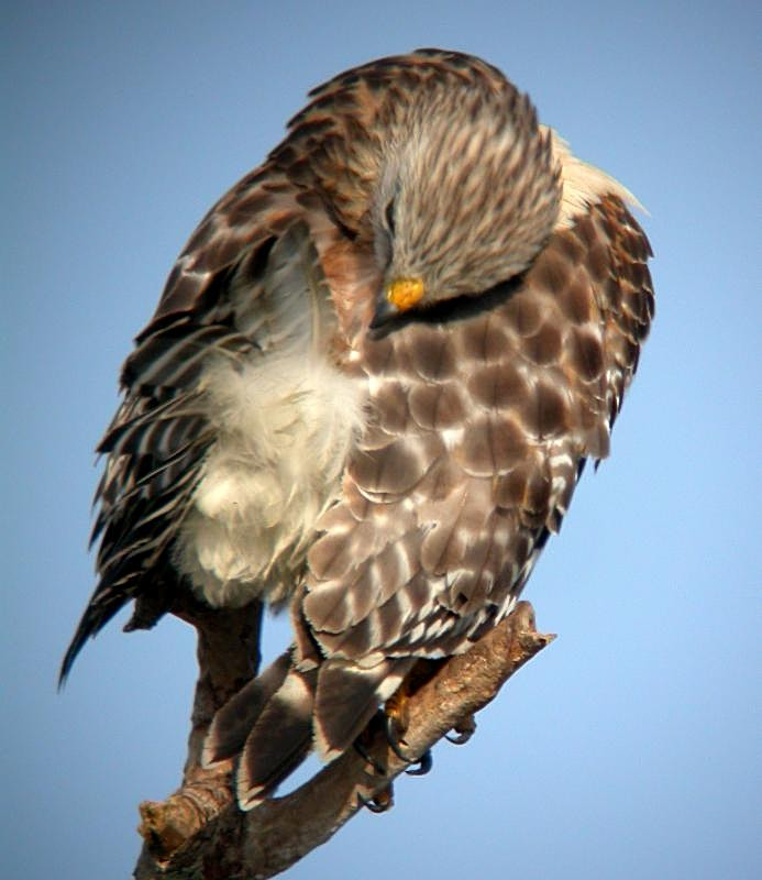 Red-shouldered Hawk