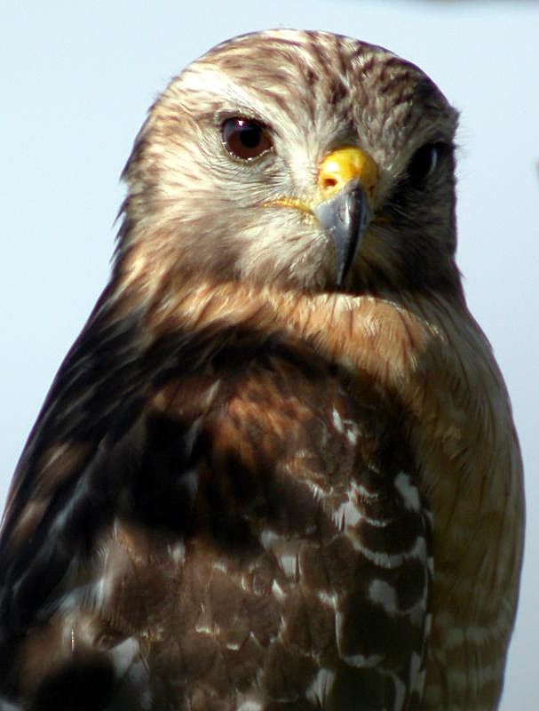 Red-shouldered Hawk