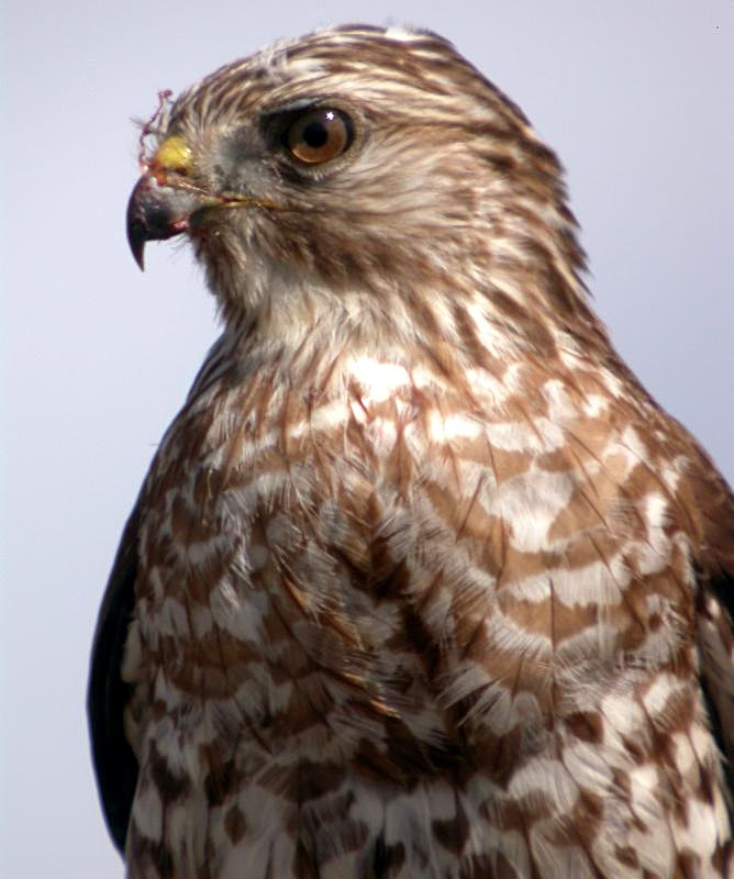 Red-shouldered Hawk