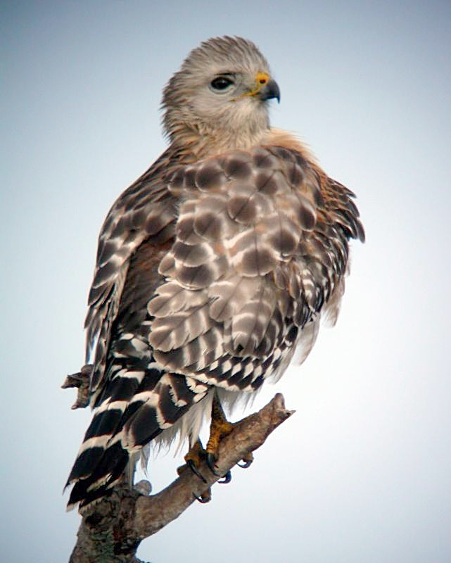 Red-shouldered Hawk