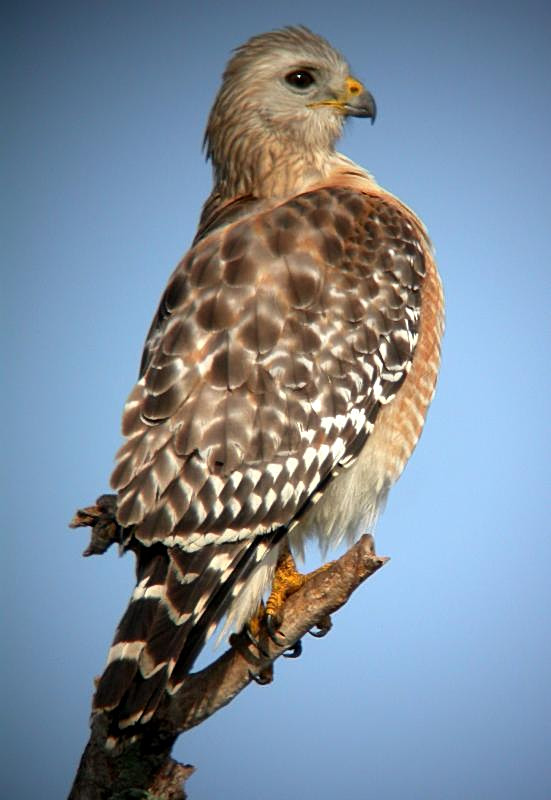 Red-shouldered Hawk