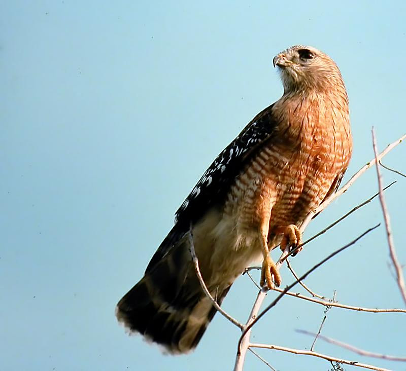 Red-shouldered Hawk