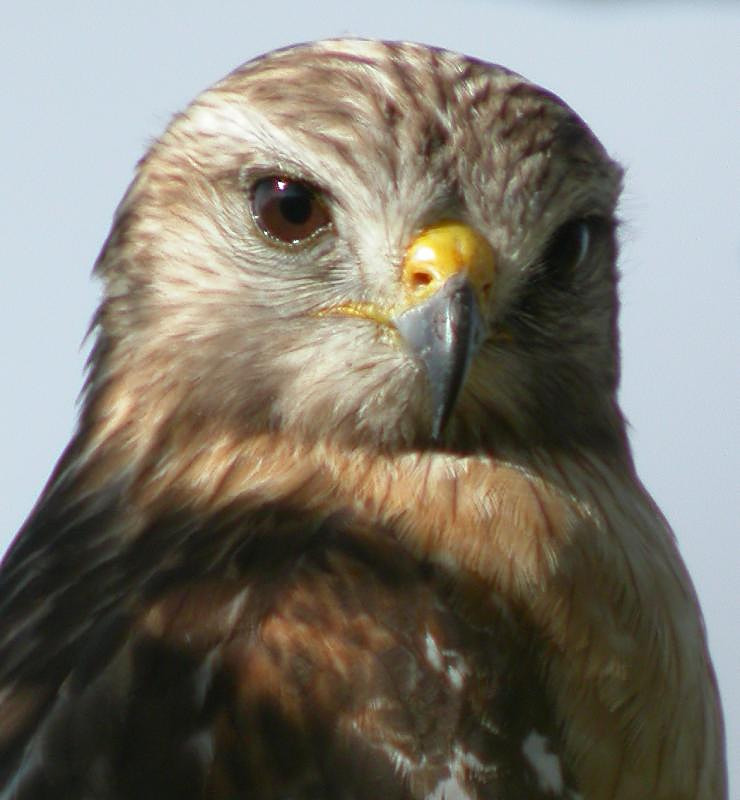 Red-shouldered Hawk