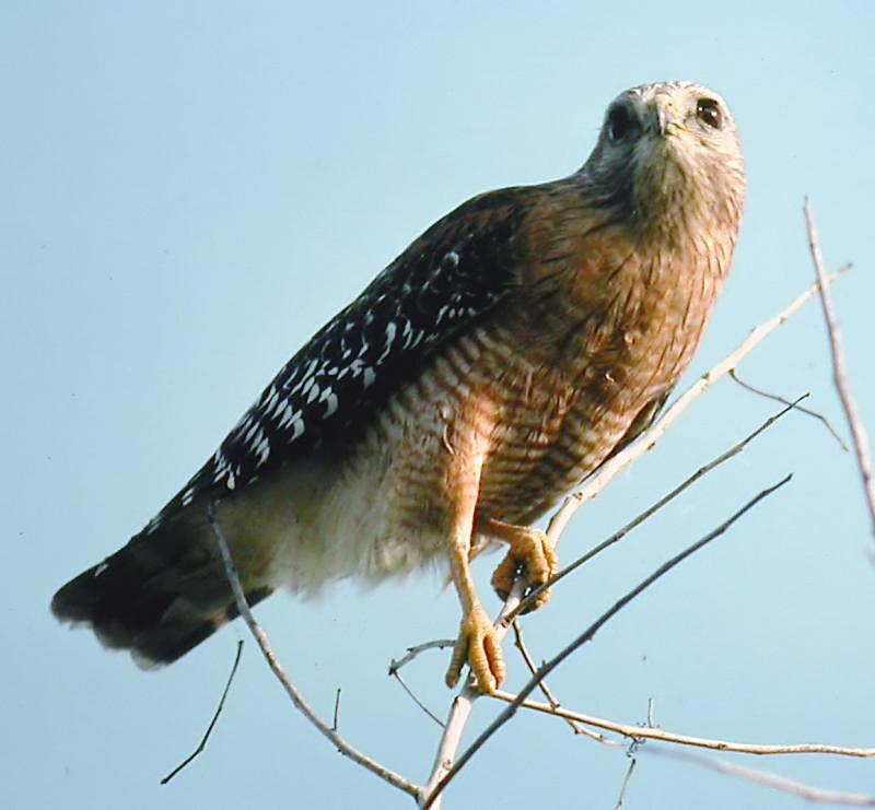 Red-shouldered Hawk