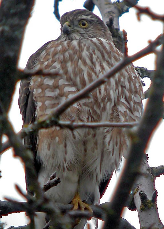 Sharp-shinned Hawk