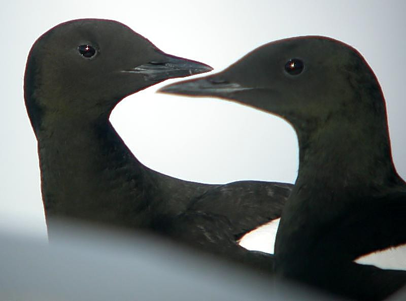 Black Guillemot