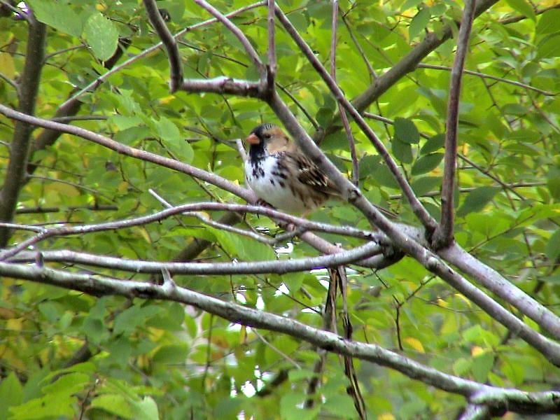 Harris's Sparrow