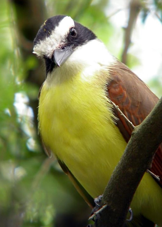 Great Kiskadee