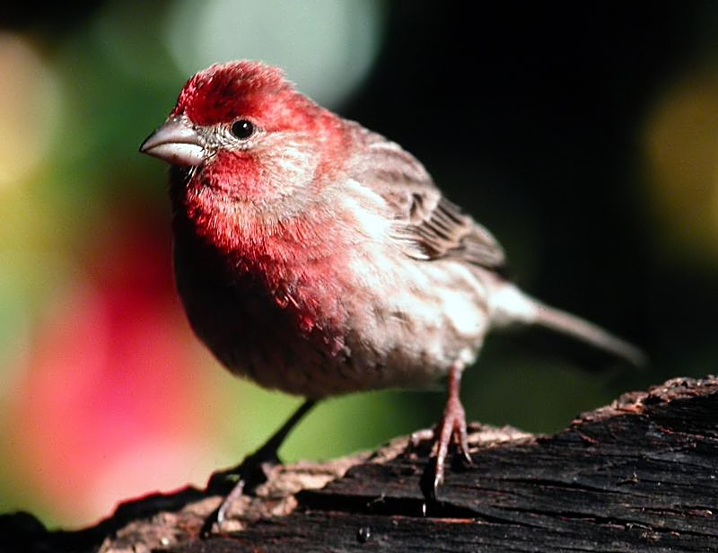 House Finch