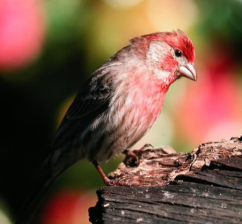 House Finch