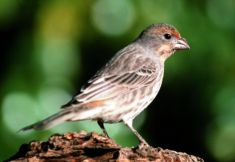 House Finch