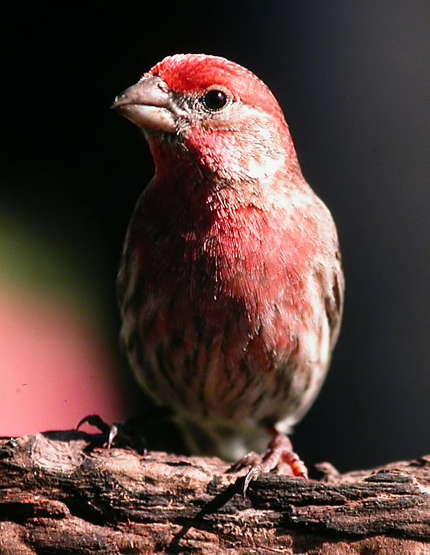 House Finch