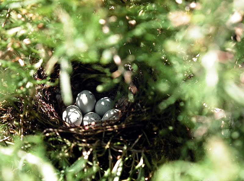 House Finch Nest