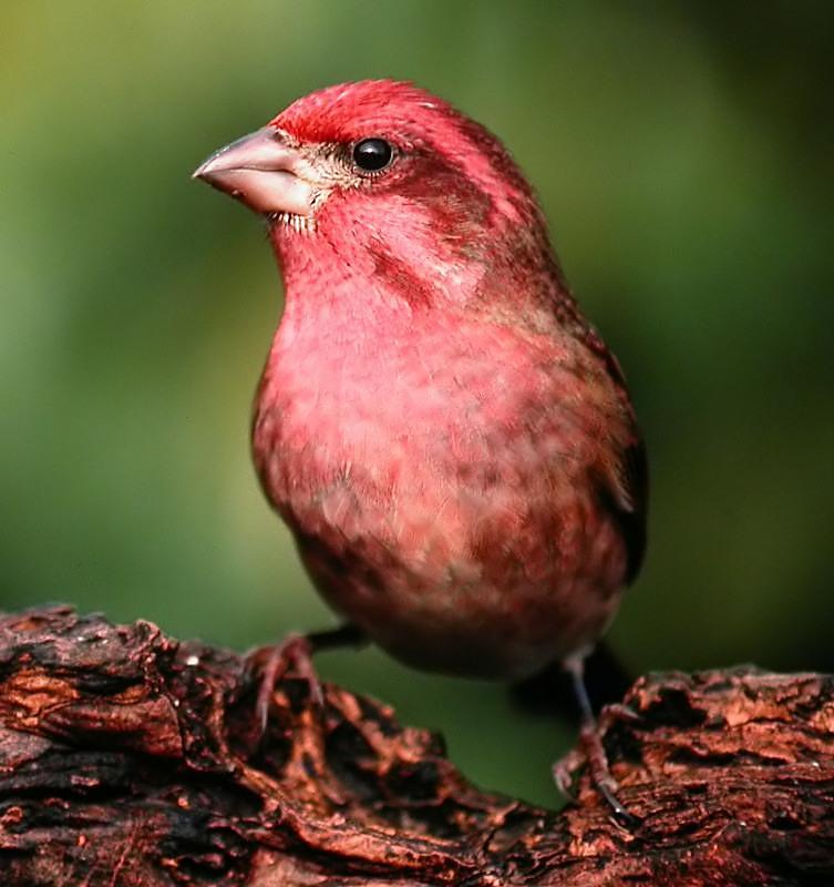 Purple Finch