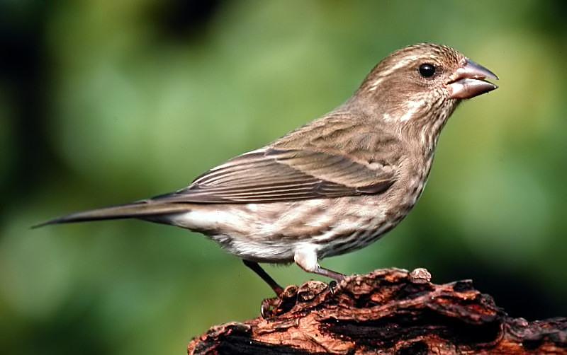 Purple Finch