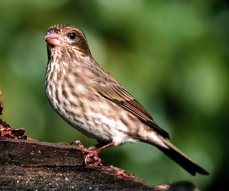 Purple Finch