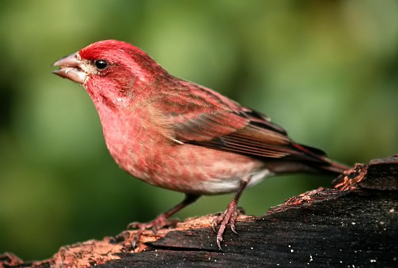 Purple Finch