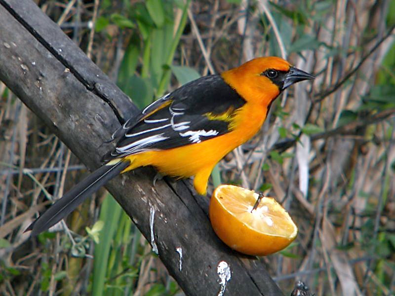 Altamira Oriole