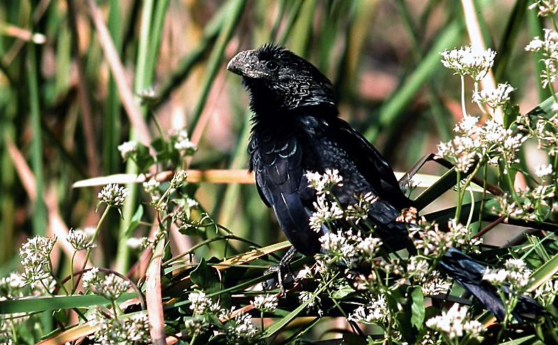 Smooth-billed Ani