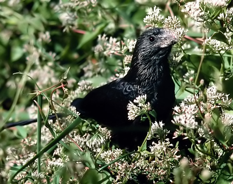 Smooth-billed Ani