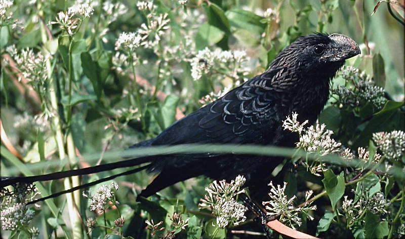 Smooth-billed Ani