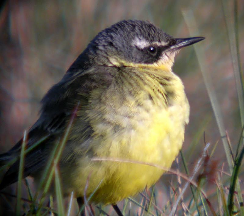 Eastern Yellow Wagtail