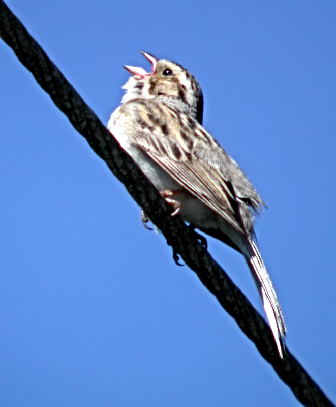 Clay-colored Sparrow