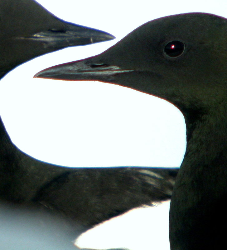 Black Guillemot