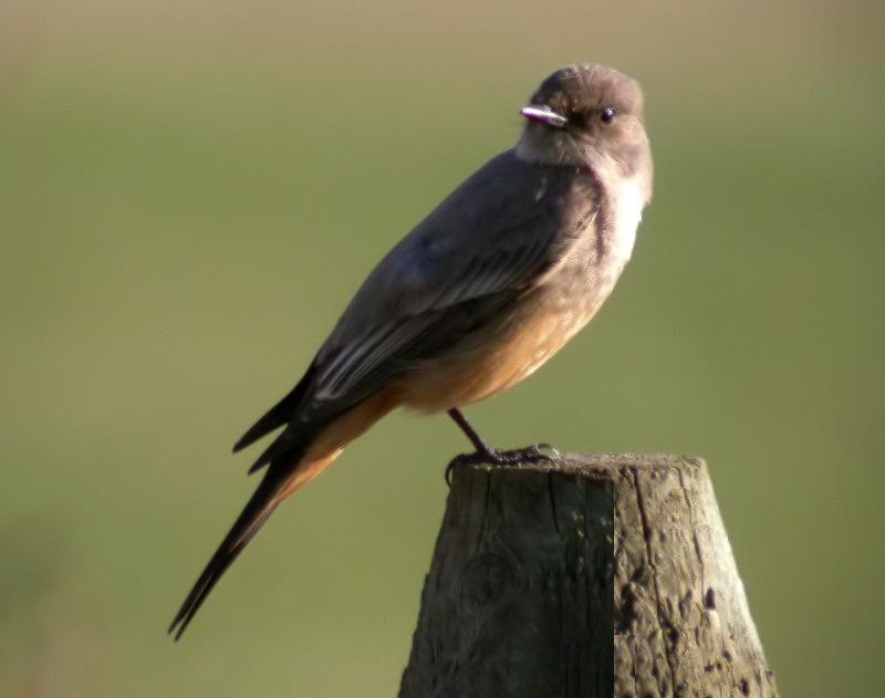 Say's Phoebe