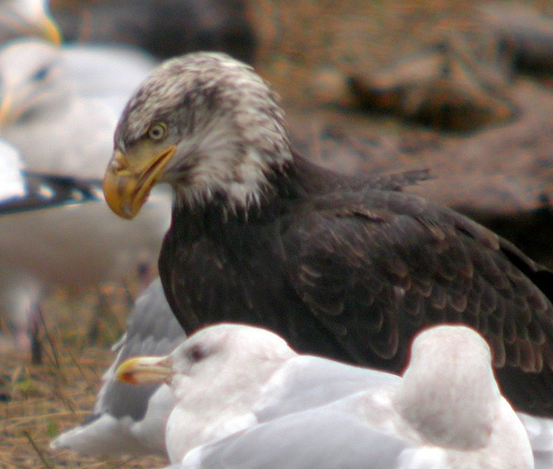 Bald Eagle