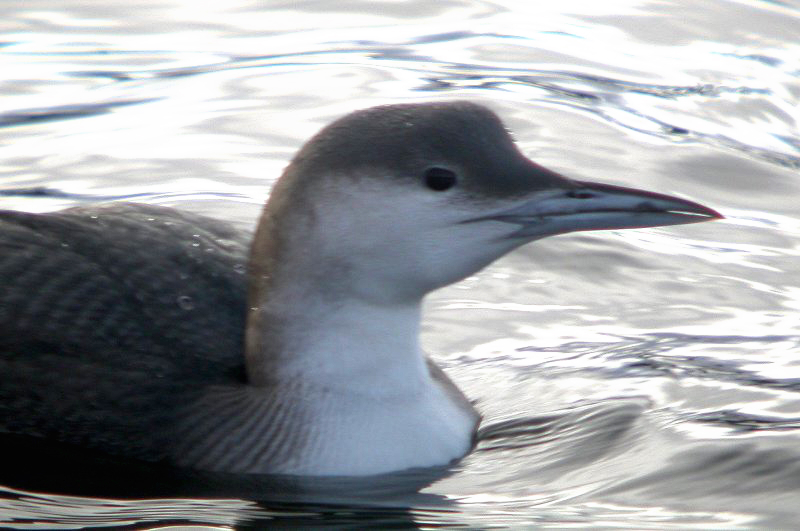 Arctic Loon