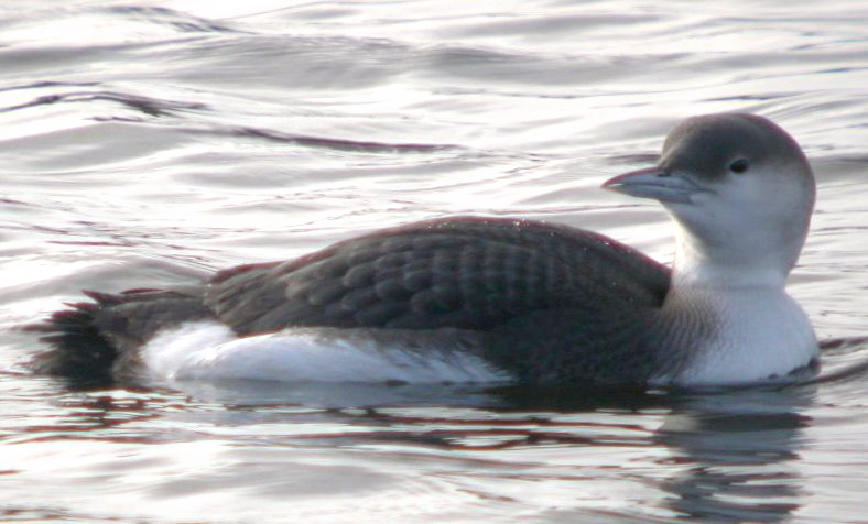 Arctic Loon