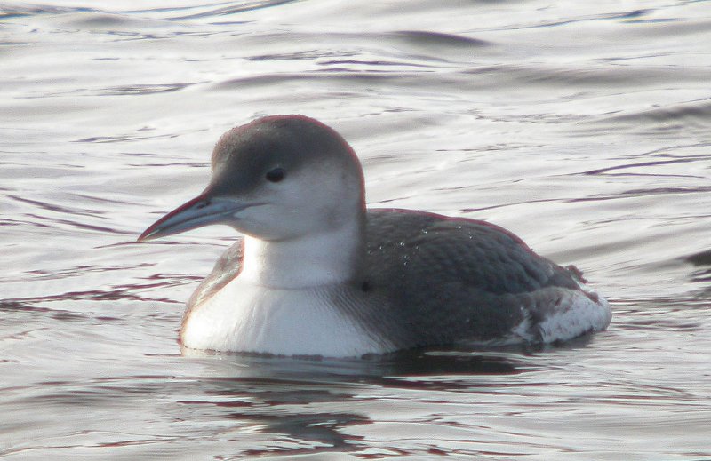 Arctic Loon