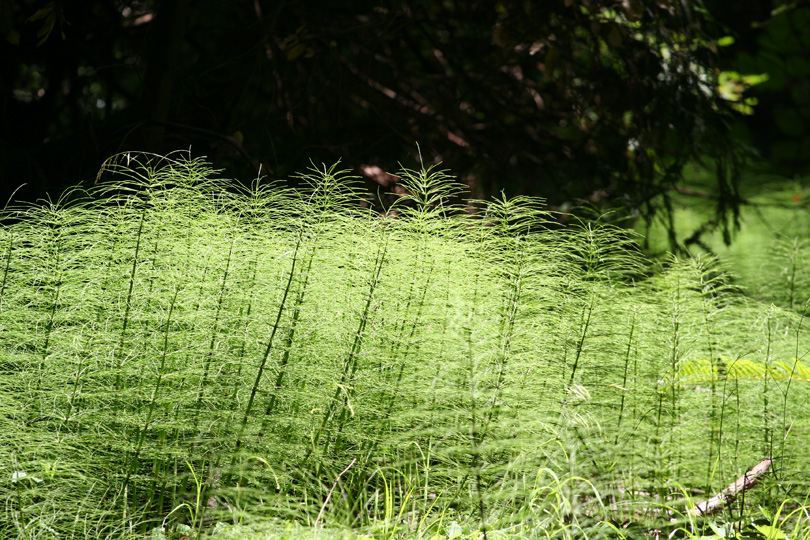 Sunlit Ferns