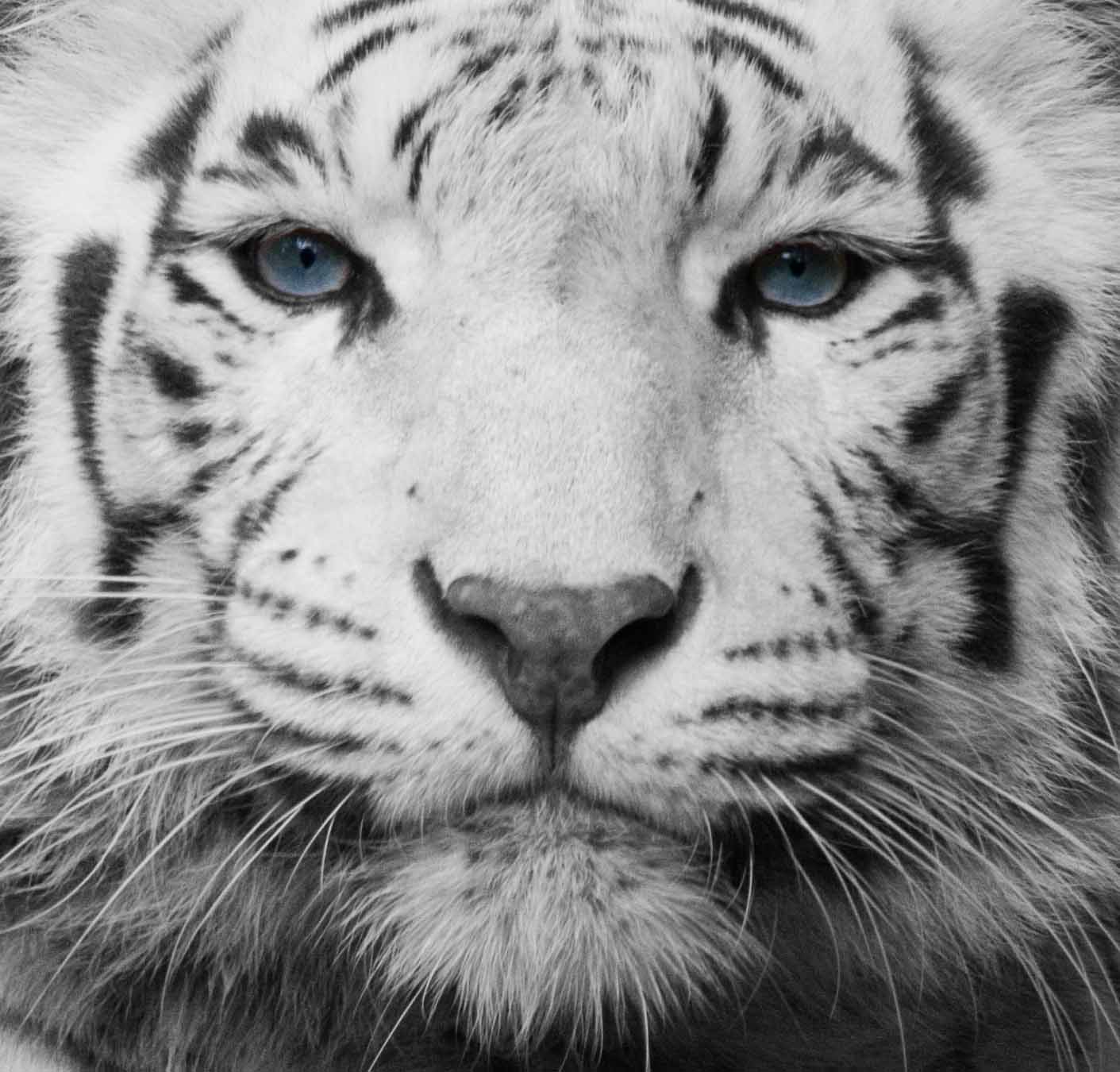 White Tiger