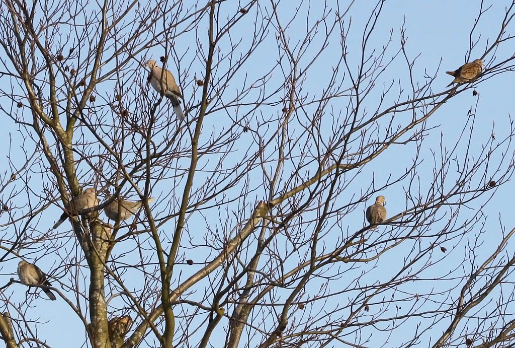 Turturduva - Turtle Dove (Streptopelia turtur)