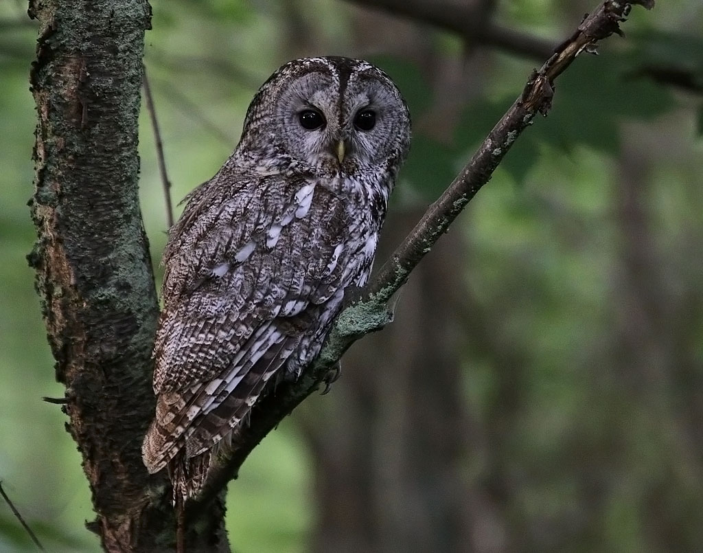 Kattuggla - Tawny Owl (Strix aluco)