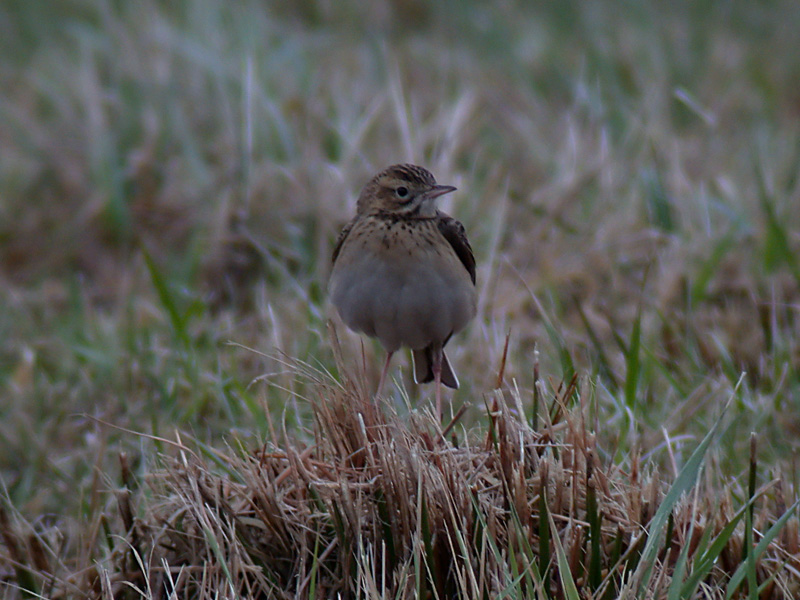 Strre piplrka - Richards Pipit (Anthus novaeseelandiae)