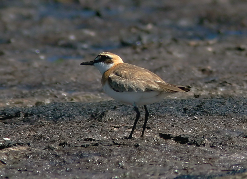 kenpipare - Greater Sand Plover (Charadrius leschenaultii)