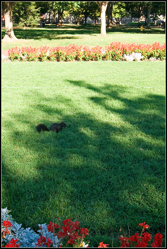 Black Squirrel