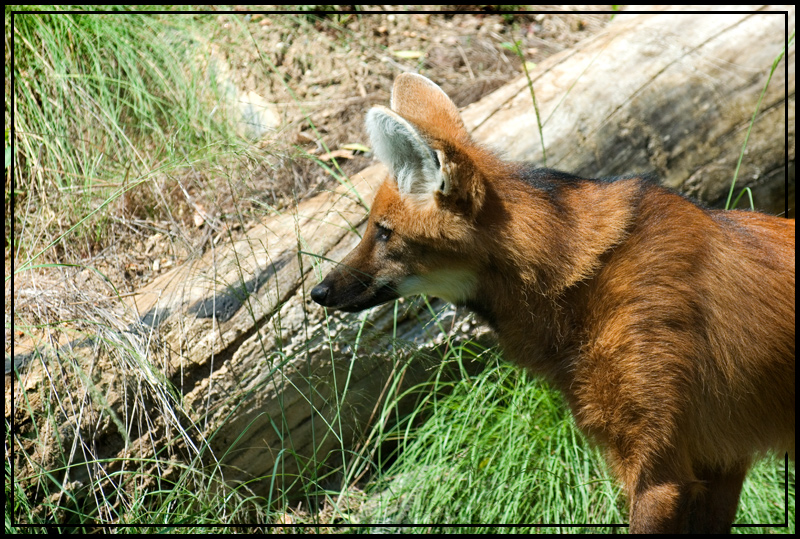 Maned Wolf