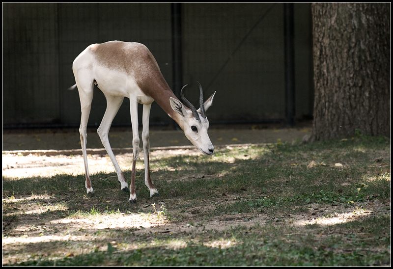 Dama Gazelle
