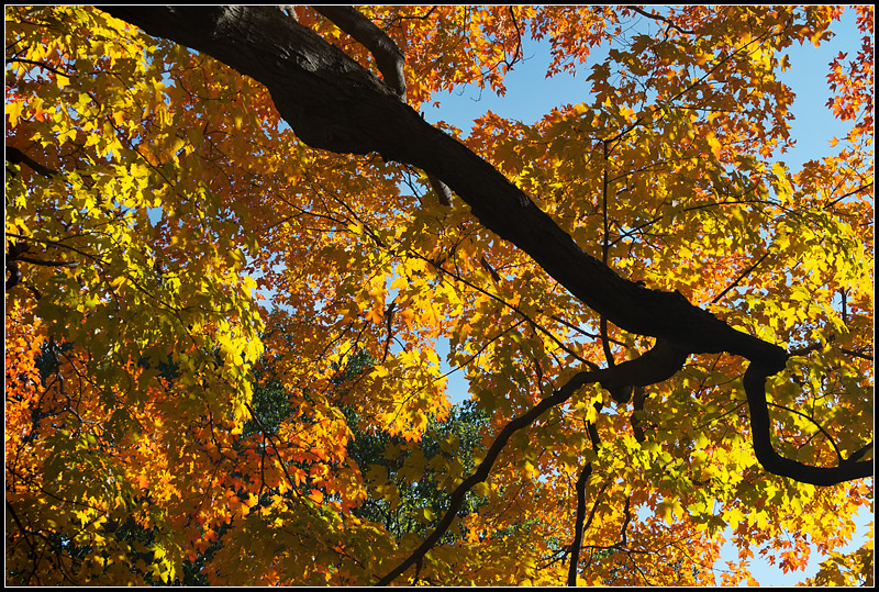 Fall Leaves Redux II