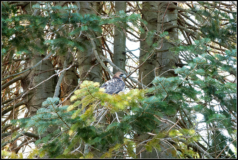 Cemetery Hawk
